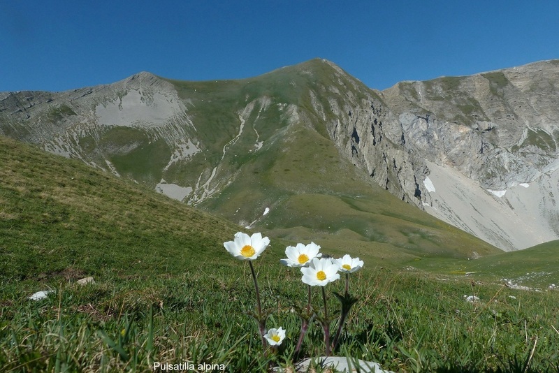 Orchidee e fiori del Monte Vettore e del Lago di Pilato � 26 giugno 2025.